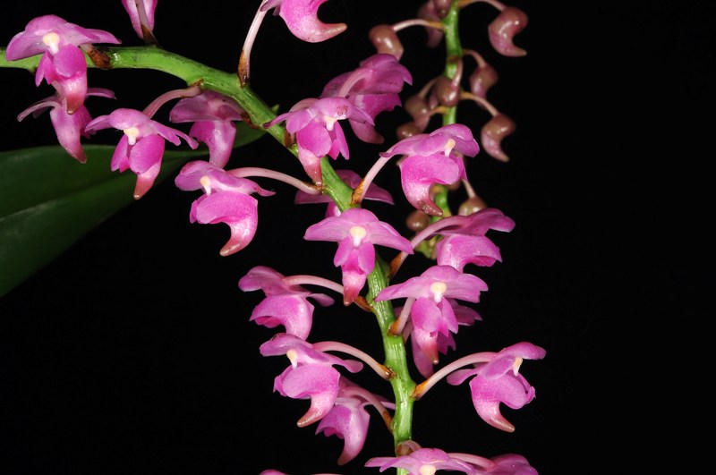 Sorella Orchids