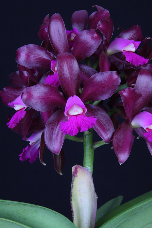 American Orchid Society Pacific South Judging Region Provisional Awards